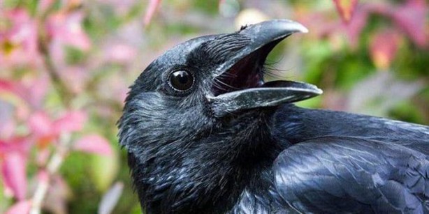 Foto - Bilim insanları kargalar öldükten sonra ne olduğu çözemedi