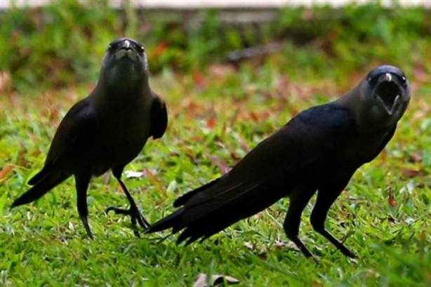 Foto - Bilim insanları kargalar öldükten sonra ne olduğu çözemedi
