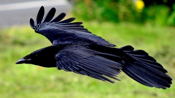 Foto - Bilim insanları kargalar öldükten sonra ne olduğu çözemedi