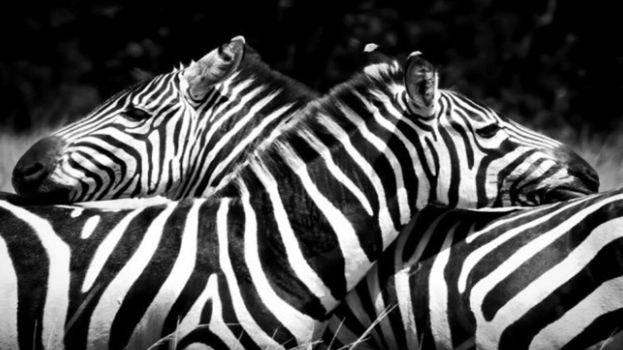 Foto - Bilim insanları o hayvanları açıkladı! Nesli tükenen canlıların aramıza dönmesi an meselesi