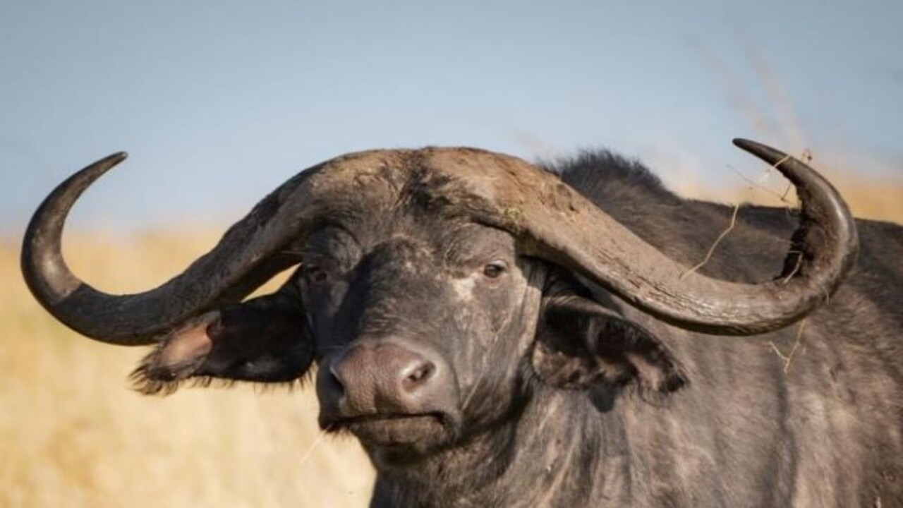 Foto - Bilim insanları o hayvanları açıkladı! Nesli tükenen canlıların aramıza dönmesi an meselesi