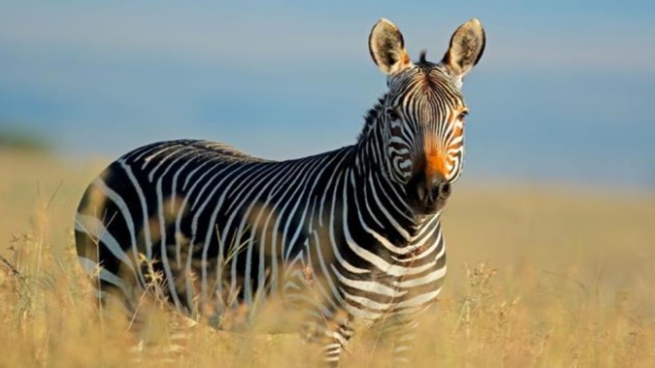 Foto - Bilim insanları o hayvanları açıkladı! Nesli tükenen canlıların aramıza dönmesi an meselesi