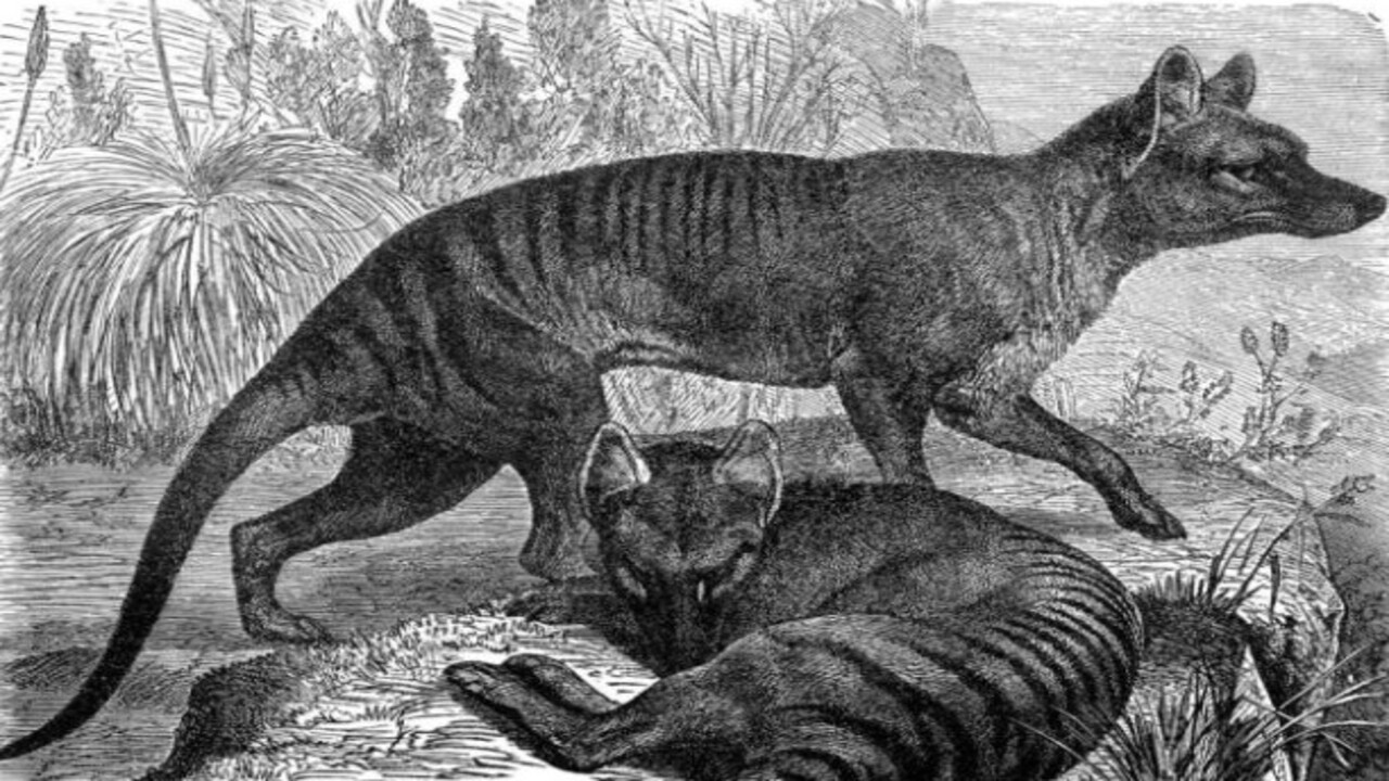 Foto - Bilim insanları o hayvanları açıkladı! Nesli tükenen canlıların aramıza dönmesi an meselesi