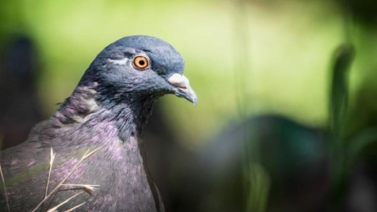 Foto - Bilim insanları o hayvanları açıkladı! Nesli tükenen canlıların aramıza dönmesi an meselesi