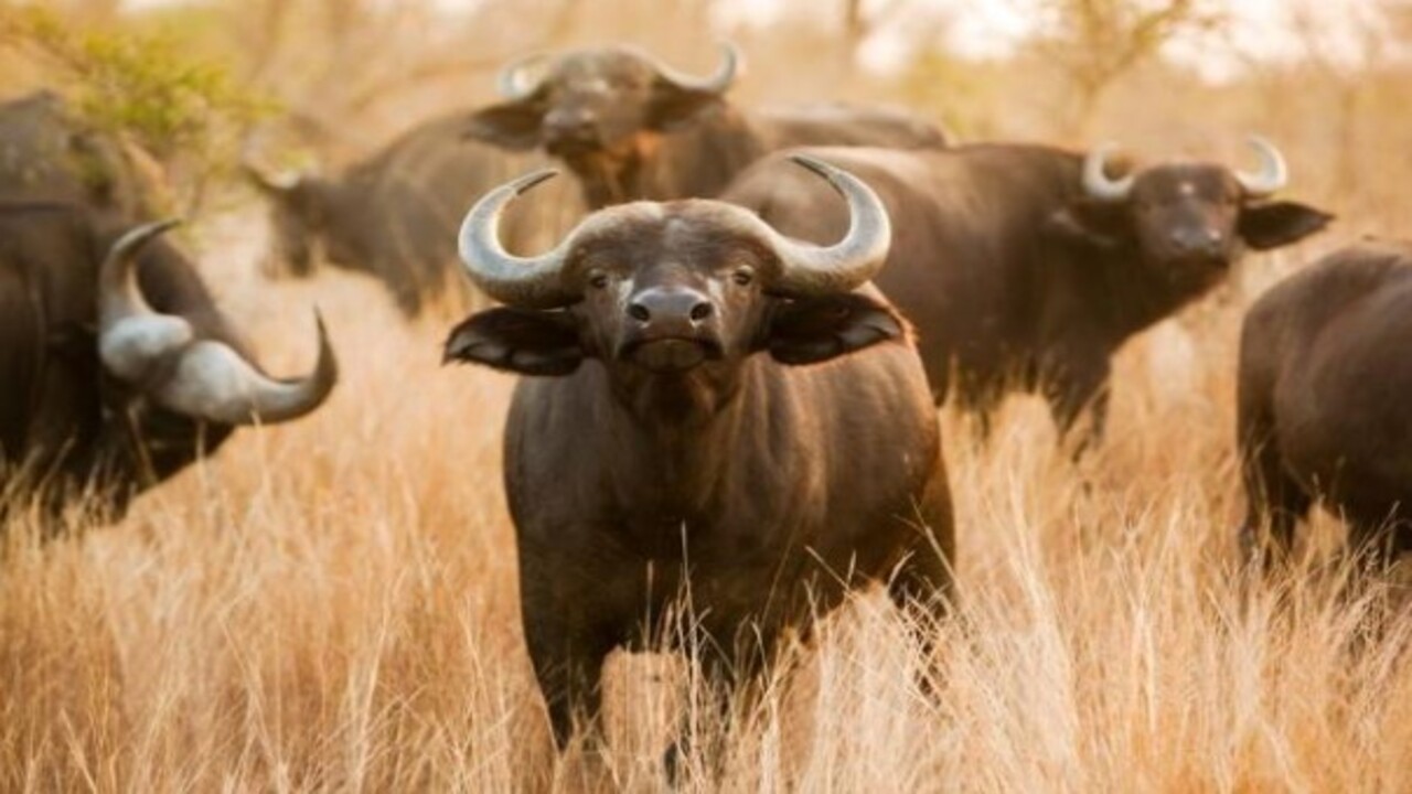 Foto - Bilim insanları o hayvanları açıkladı! Nesli tükenen canlıların aramıza dönmesi an meselesi