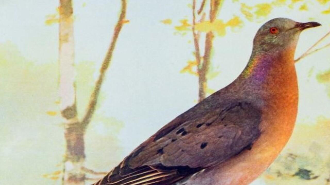 Foto - Bilim insanları o hayvanları açıkladı! Nesli tükenen canlıların aramıza dönmesi an meselesi