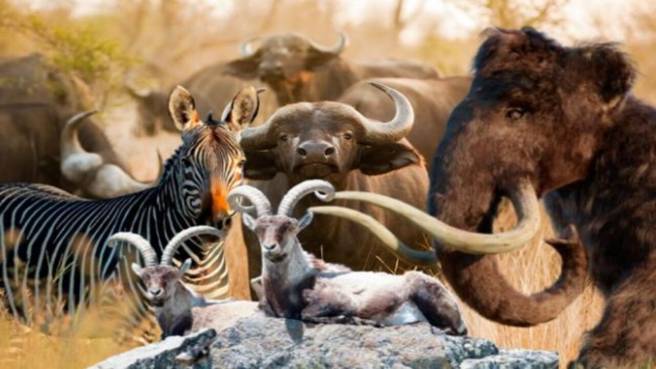 Bilim insanları o hayvanları açıkladı! Nesli tükenen canlıların aramıza dönmesi an meselesi