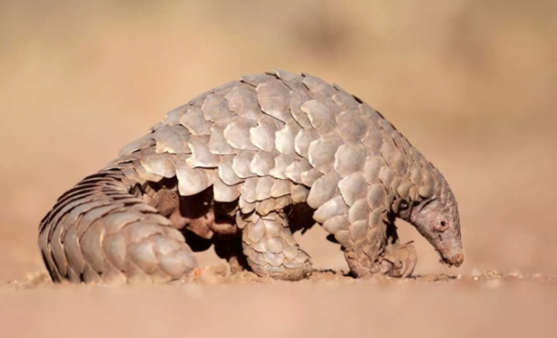 Foto - Bilim insanları salgınların kaynağını açıklayıp çağrıda bulundu: Hemen durdurun