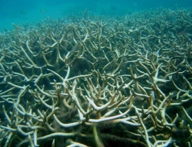 Foto - Bilim insanlarından kritik uyarı: Büyük bir yıkıma neden olacak