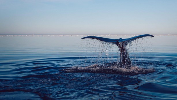 Foto - Bilim insanlarından kritik uyarı: Büyük bir yıkıma neden olacak