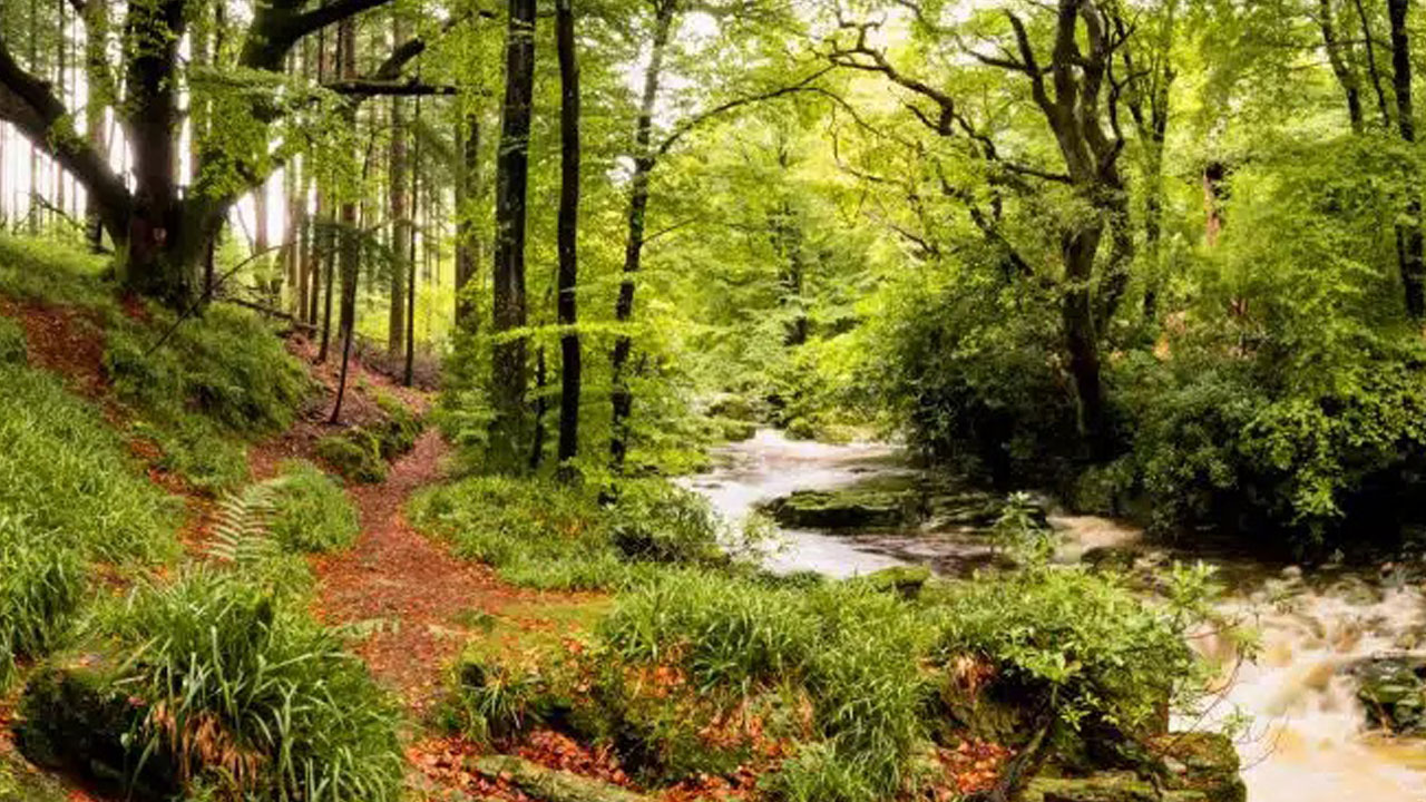 Foto - Bilim kanıtladı! Doğada geçirilen bir gün beyni sıfırlıyor