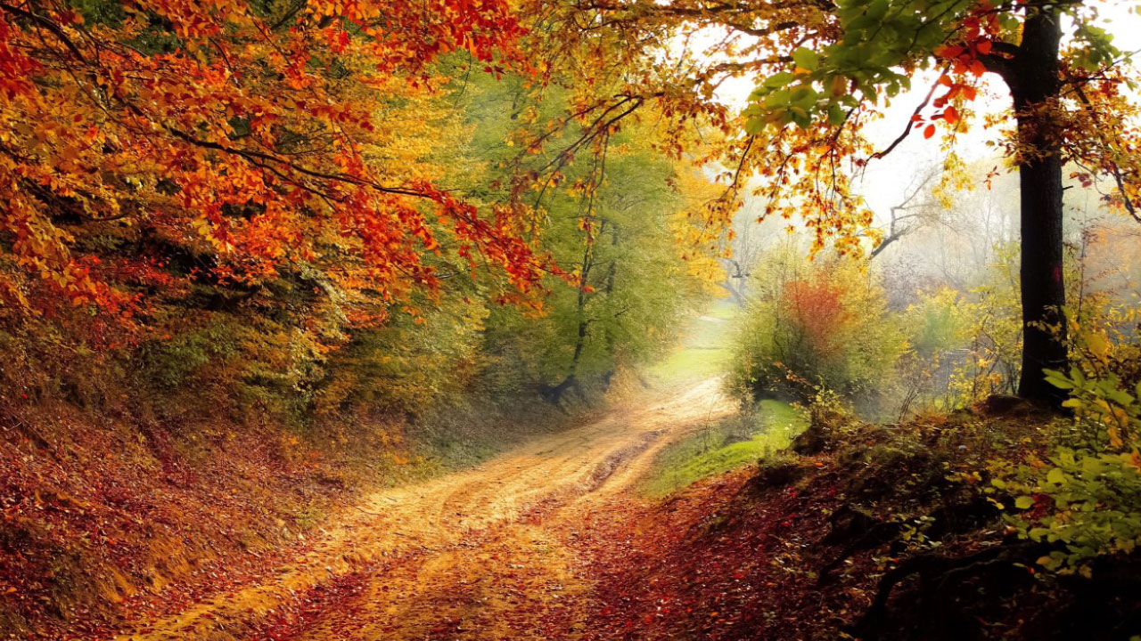 Foto - Bilim kanıtladı! Doğada geçirilen bir gün beyni sıfırlıyor
