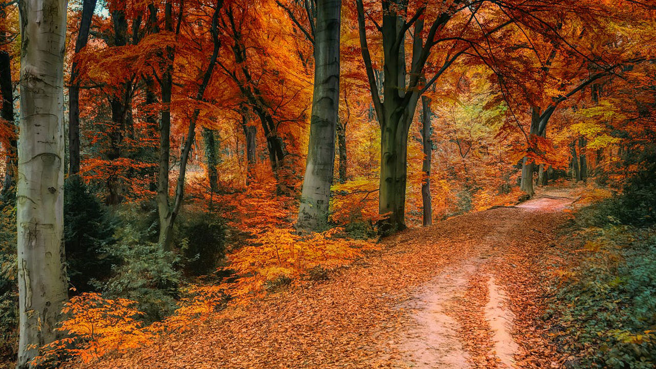 Foto - Bilim kanıtladı! Doğada geçirilen bir gün beyni sıfırlıyor