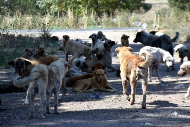 Bilimsel çalışmadan çarpıcı sonuçlar! Salgını yayan yarasalar değil