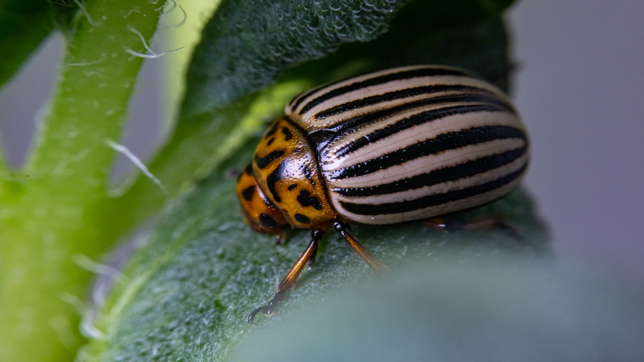 Bilimsel çalışmalar başladı! Patates böcekleri o hastalık için çözüm olabilir
