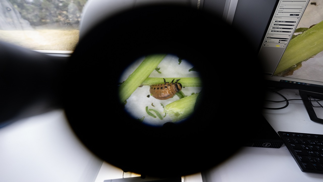 Foto - Bilimsel çalışmalar başladı! Patates böcekleri o hastalık için çözüm olabilir