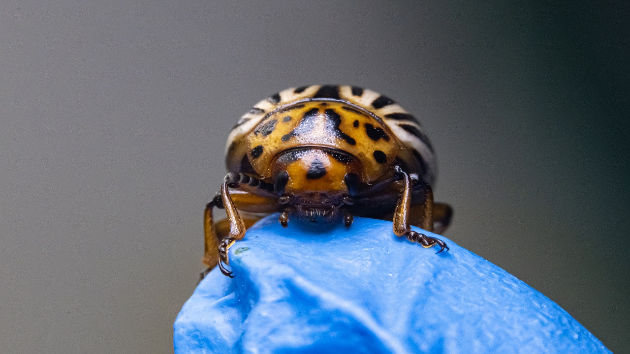 Foto - Bilimsel çalışmalar başladı! Patates böcekleri o hastalık için çözüm olabilir