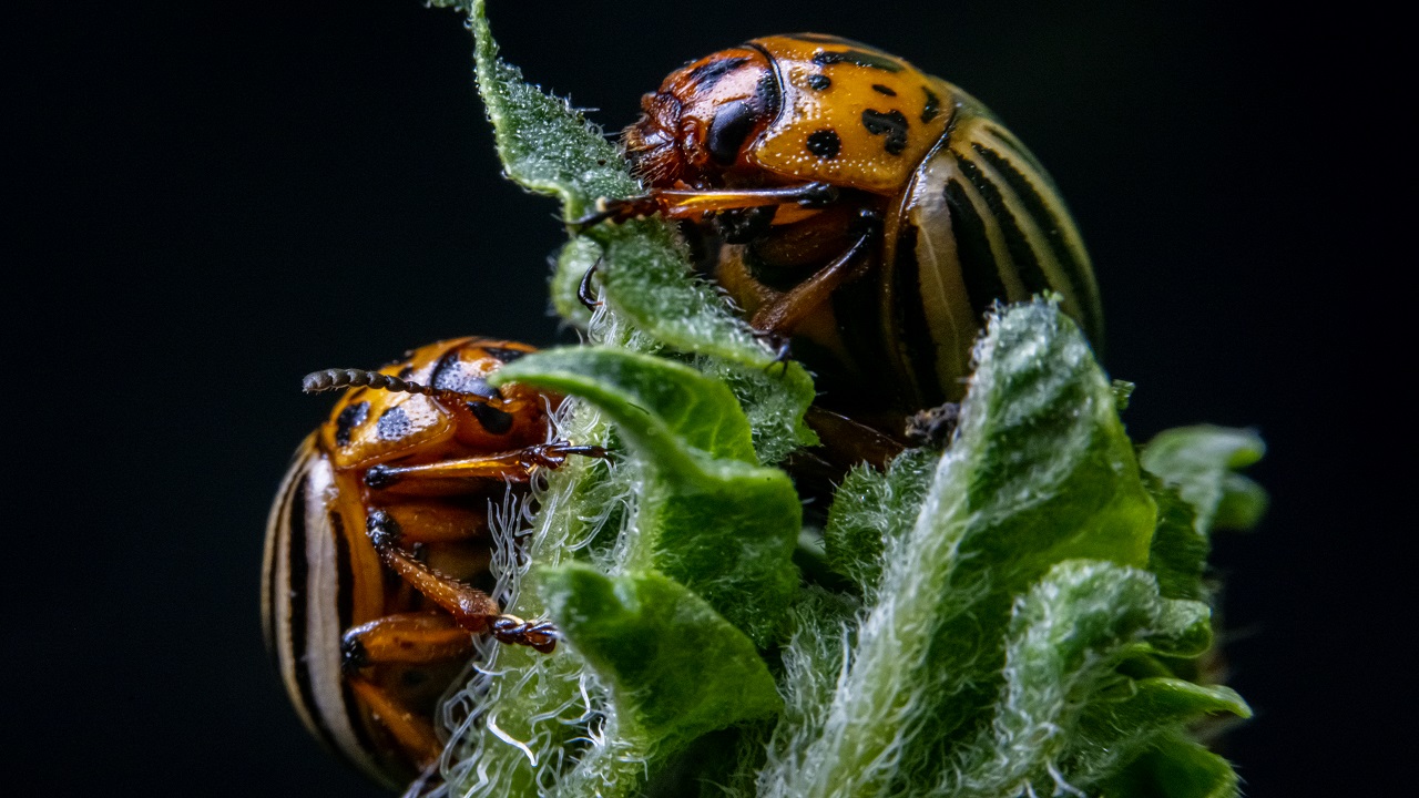 Foto - Bilimsel çalışmalar başladı! Patates böcekleri o hastalık için çözüm olabilir