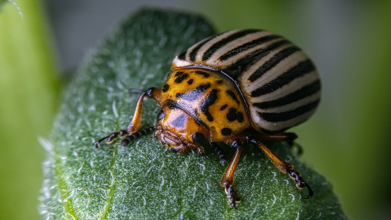 Foto - Bilimsel çalışmalar başladı! Patates böcekleri o hastalık için çözüm olabilir