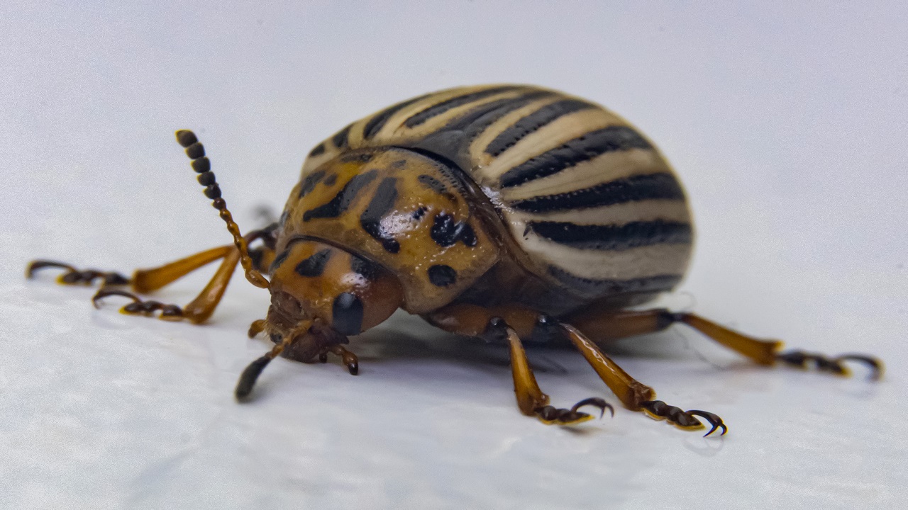 Foto - Bilimsel çalışmalar başladı! Patates böcekleri o hastalık için çözüm olabilir