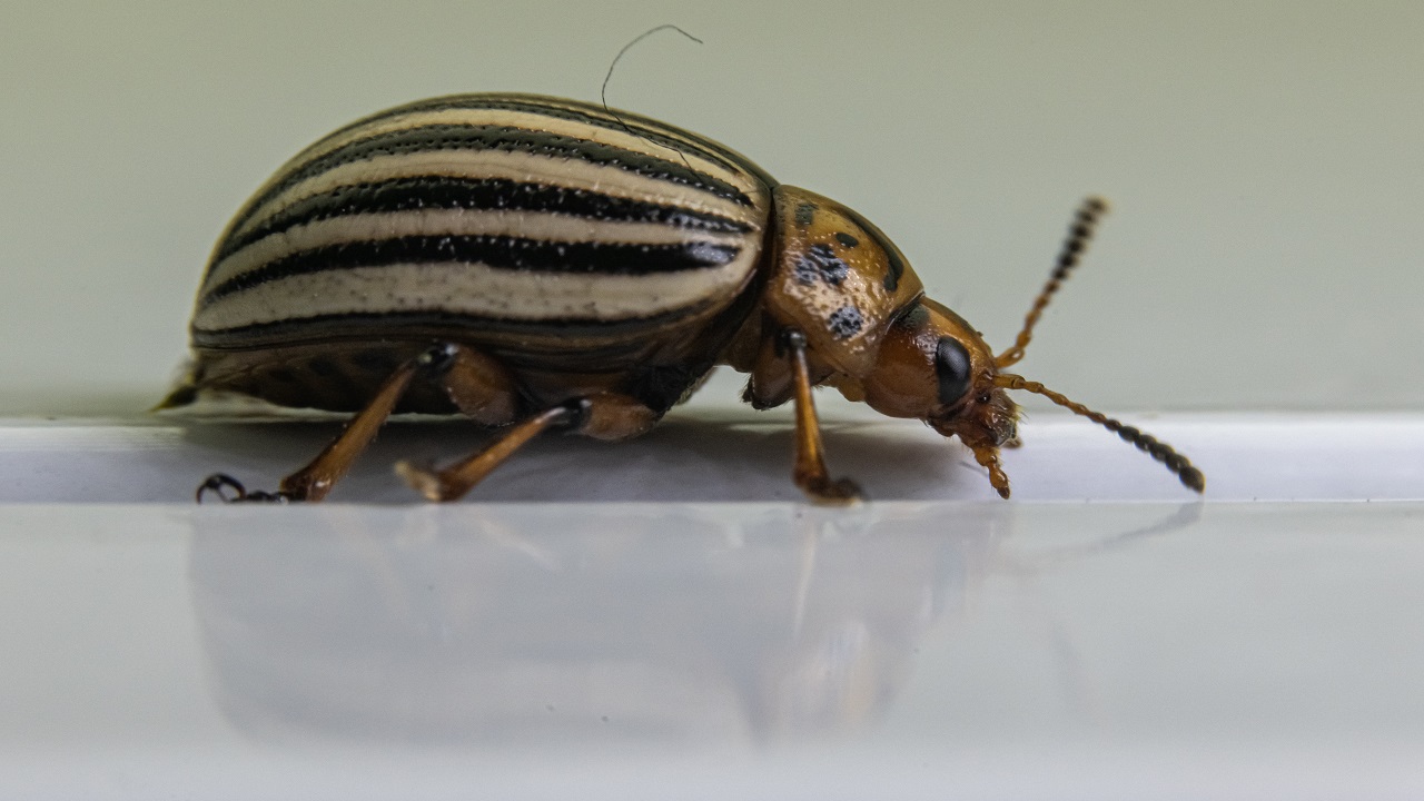 Foto - Bilimsel çalışmalar başladı! Patates böcekleri o hastalık için çözüm olabilir