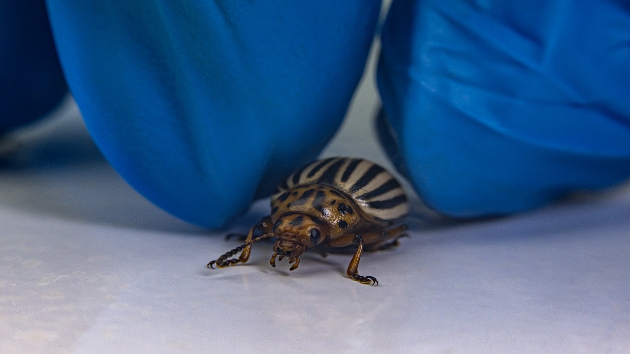 Foto - Bilimsel çalışmalar başladı! Patates böcekleri o hastalık için çözüm olabilir