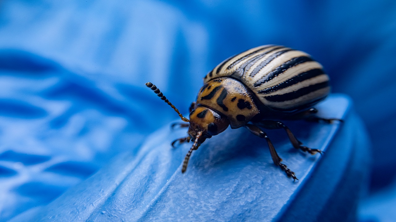 Foto - Bilimsel çalışmalar başladı! Patates böcekleri o hastalık için çözüm olabilir