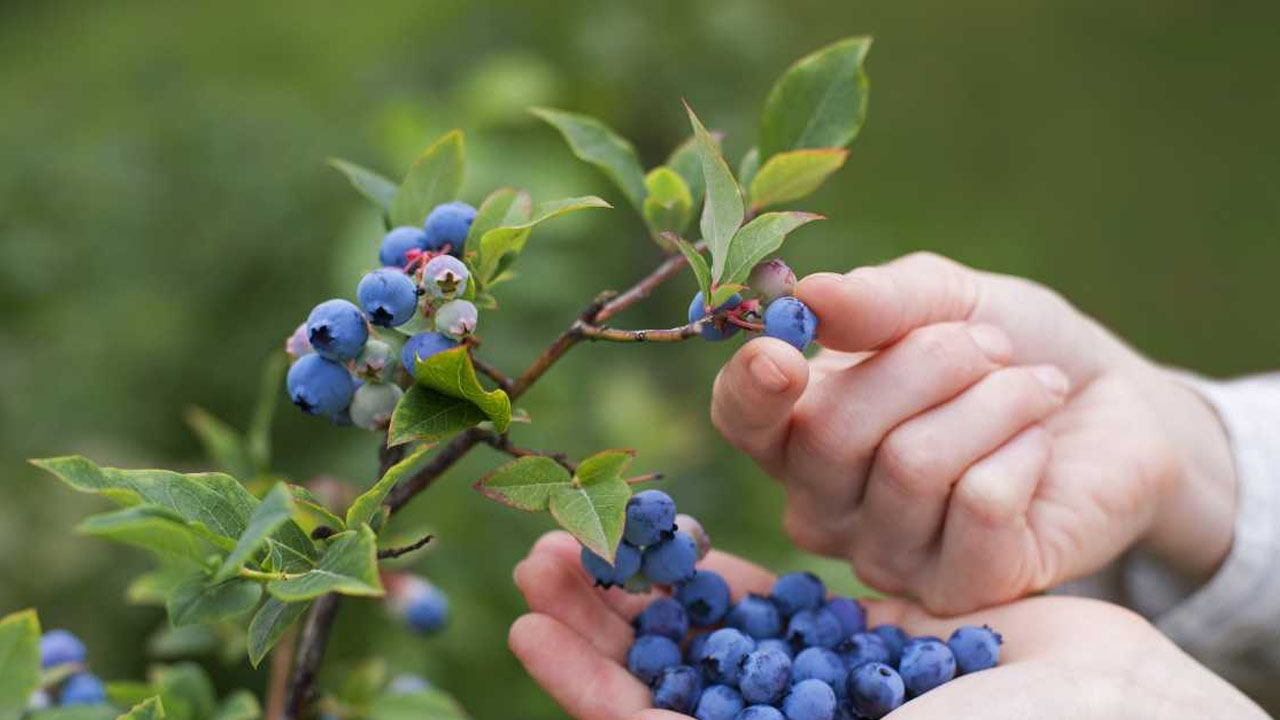 Foto - Bilimsel olarak kanıtlandı! Bir yudum bile olsa tansiyon hapı kadar etkili olan 10 besin! Hakkında bildiğimiz her şey 