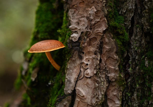 Foto - Bilinçsizlik can kayıplarına yol açıyor! Mantarlar konusunda doğru bilinen yanlışlar