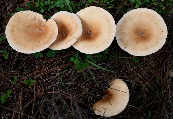 Bilinçsizlik can kayıplarına yol açıyor! Mantarlar konusunda doğru bilinen yanlışlar