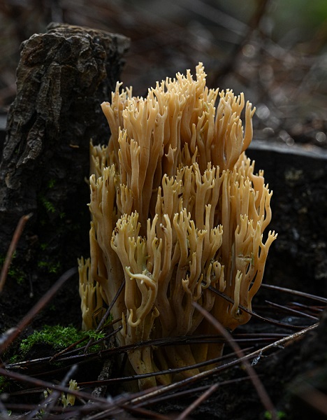 Foto - Bilinçsizlik can kayıplarına yol açıyor! Mantarlar konusunda doğru bilinen yanlışlar