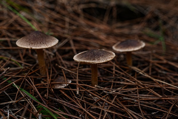 Foto - Bilinçsizlik can kayıplarına yol açıyor! Mantarlar konusunda doğru bilinen yanlışlar