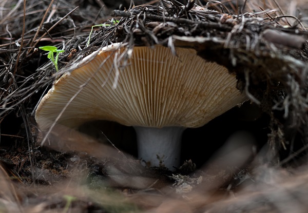 Foto - Bilinçsizlik can kayıplarına yol açıyor! Mantarlar konusunda doğru bilinen yanlışlar