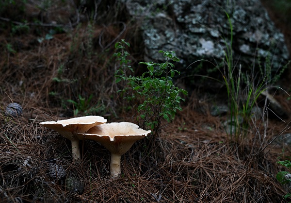 Foto - Bilinçsizlik can kayıplarına yol açıyor! Mantarlar konusunda doğru bilinen yanlışlar