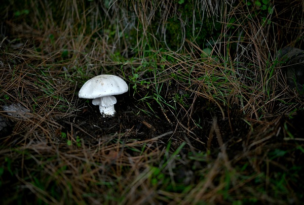 Foto - Bilinçsizlik can kayıplarına yol açıyor! Mantarlar konusunda doğru bilinen yanlışlar