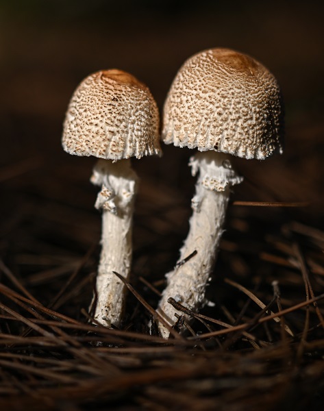 Foto - Bilinçsizlik can kayıplarına yol açıyor! Mantarlar konusunda doğru bilinen yanlışlar