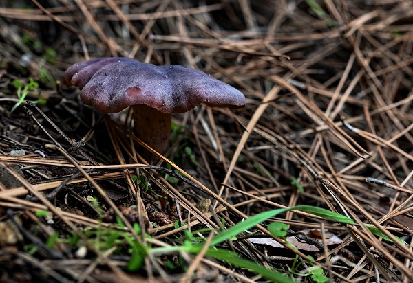 Foto - Bilinçsizlik can kayıplarına yol açıyor! Mantarlar konusunda doğru bilinen yanlışlar