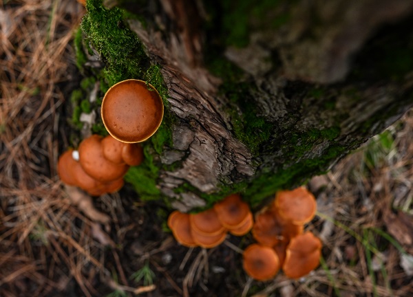 Foto - Bilinçsizlik can kayıplarına yol açıyor! Mantarlar konusunda doğru bilinen yanlışlar