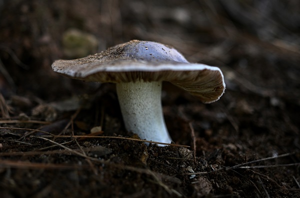 Foto - Bilinçsizlik can kayıplarına yol açıyor! Mantarlar konusunda doğru bilinen yanlışlar