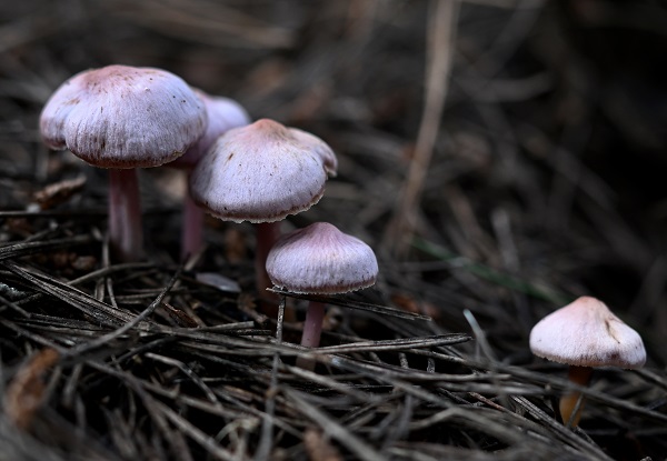 Foto - Bilinçsizlik can kayıplarına yol açıyor! Mantarlar konusunda doğru bilinen yanlışlar