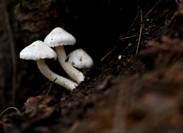 Foto - Bilinçsizlik can kayıplarına yol açıyor! Mantarlar konusunda doğru bilinen yanlışlar