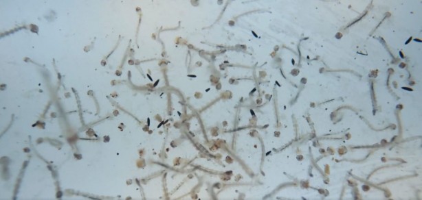 Foto - Bill Gates hepsini Türkiye'ye mi saldı? Gündemi altüst edecek gelişme