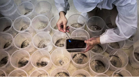 Foto - Bill Gates'ten dehşete düşüren proje! Milyonlarca sivrisineği sokaklara bıraktı, herkes kendine dikkat etsin