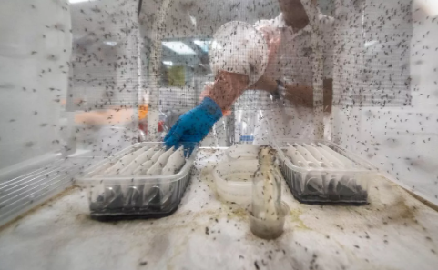 Foto - Bill Gates'ten dehşete düşüren proje! Milyonlarca sivrisineği sokaklara bıraktı, herkes kendine dikkat etsin