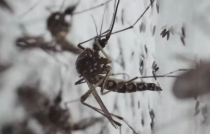 Foto - Bill Gates'ten dehşete düşüren proje! Milyonlarca sivrisineği sokaklara bıraktı, herkes kendine dikkat etsin