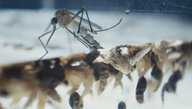 Bill Gates'ten dehşete düşüren proje! Milyonlarca sivrisineği sokaklara bıraktı, herkes kendine dikkat etsin