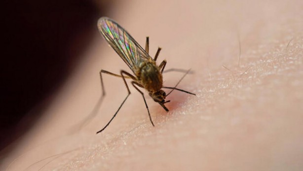 Foto - Bill Gates'ten dehşete düşüren proje! Milyonlarca sivrisineği sokaklara bıraktı, herkes kendine dikkat etsin