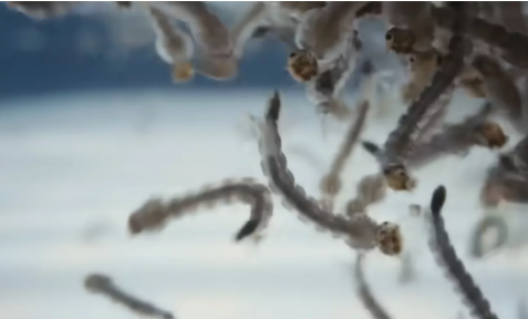 Foto - Bill Gates'ten dehşete düşüren proje! Milyonlarca sivrisineği sokaklara bıraktı, herkes kendine dikkat etsin