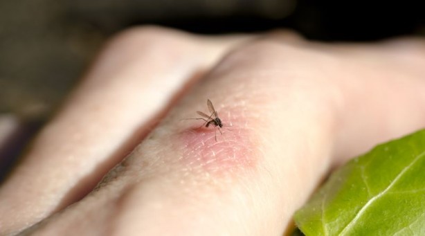 Foto - Bill Gates'ten dehşete düşüren proje! Milyonlarca sivrisineği sokaklara bıraktı, herkes kendine dikkat etsin