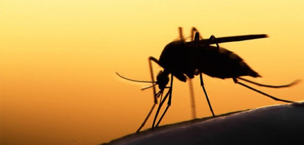 Foto - Bill Gates'ten dehşete düşüren proje! Milyonlarca sivrisineği sokaklara bıraktı, herkes kendine dikkat etsin